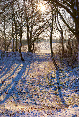 Buy stock photo Snow, trees and sunrise with scenic, winter and landscape for Denmark nature background. Environment, sunshine and rural chill for christmas holiday, tranquil frost and peaceful ice oak with serenity