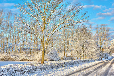 Buy stock photo Snow, wallpaper and winter with trees of environment for cold season or weather in natural ecosystem. Background, landscape and nature with forest outdoor on blue sky for growth or sustainability