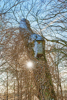 Buy stock photo Winter, trees and bird box in forest for ecology, environment and nature with sunshine. Nesting house on trunk for shelter, care and protection in cold weather, season and climate change in woods