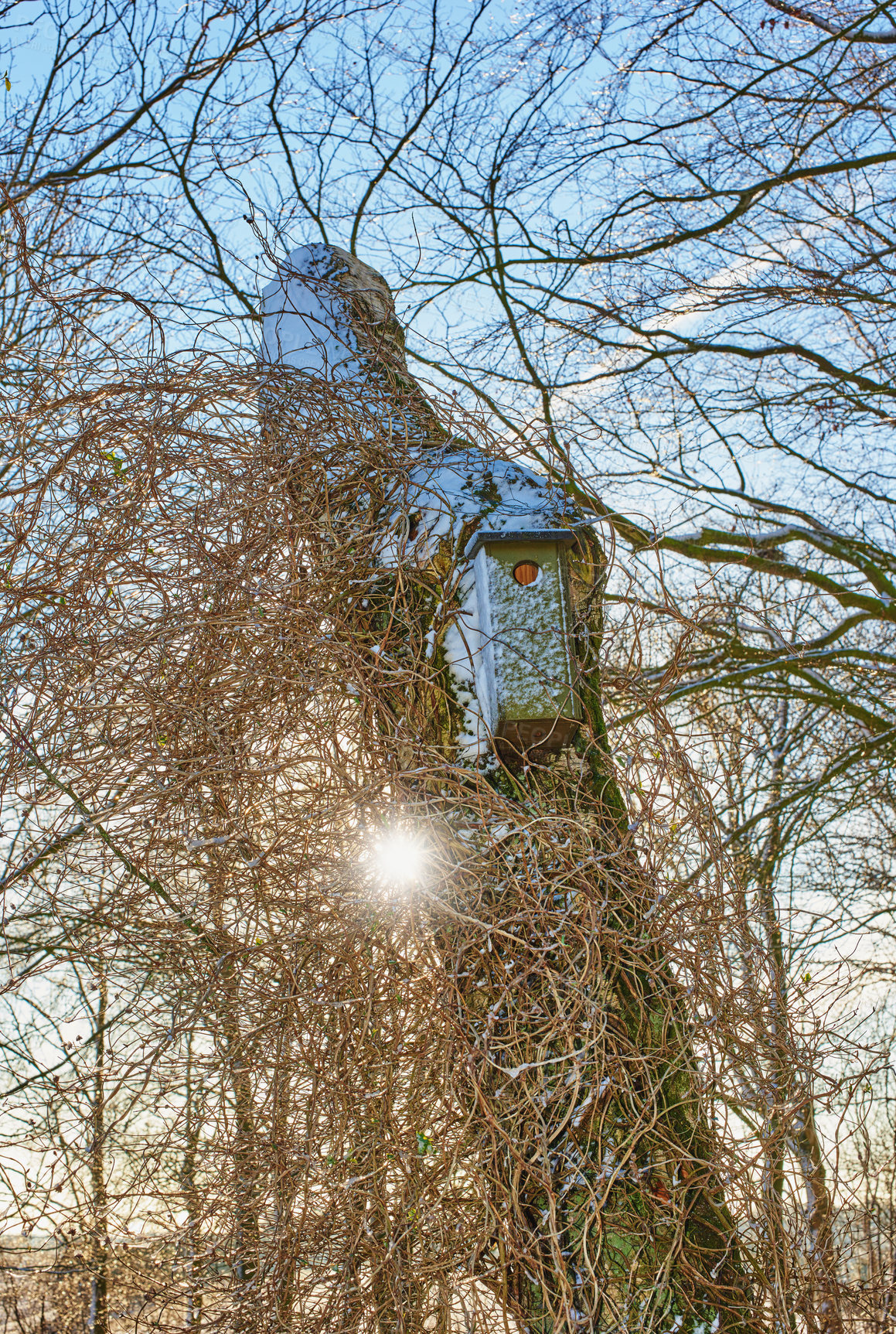 Buy stock photo Winter, trees and bird box in forest for ecology, environment and nature with sunshine. Nesting house on trunk for shelter, care and protection in cold weather, season and climate change in woods