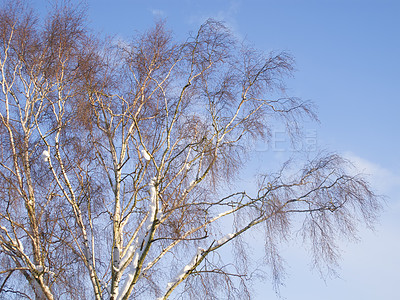 Buy stock photo Tree, sky or sunshine in nature with landscape for background, environmental or climate change. Eco friendly, countryside or natural with Silver Birch in winter, ecology and sustainability in Europe