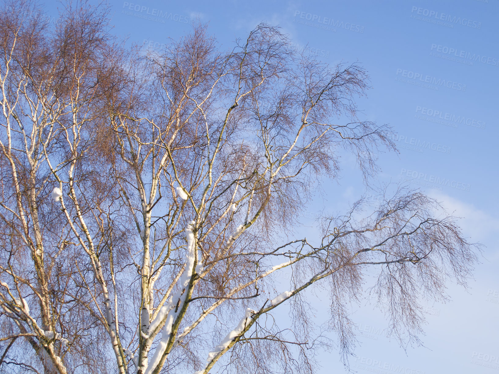 Buy stock photo Tree, sky or sunshine in nature with landscape for background, environmental or climate change. Eco friendly, countryside or natural with Silver Birch in winter, ecology and sustainability in Europe