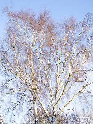 Buy stock photo Silver Birch, sky and sunshine in nature with landscape for clean energy, environmental or climate change. Eco friendly, countryside and natural with tree in winter, ecology and sustainability