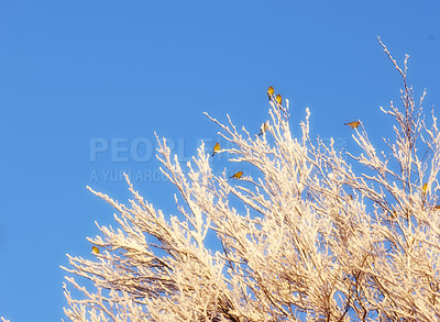 Buy stock photo Snow, tree and blue sky with frozen, winter and wallpaper for Denmark nature background. Environment, butterfly or rural chill for christmas holiday, tranquil frost and peaceful ice oak with serenity