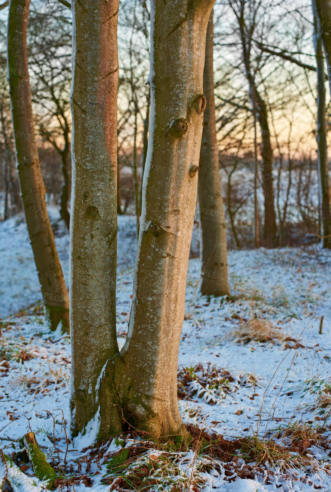 Buy stock photo Woods, winter and sunrise in Norway with ice, cold and frost on ground and no people. Snow, forest and morning in countryside for aesthetic, calm or serenity in nature for growth, renewal and scenery