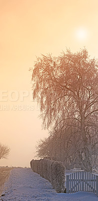 Buy stock photo Snow, tree and sunset with scenic, winter and landscape for Denmark nature background. Environment, sunshine and rural chill for christmas holiday, tranquil frost and peaceful ice oak with serenity