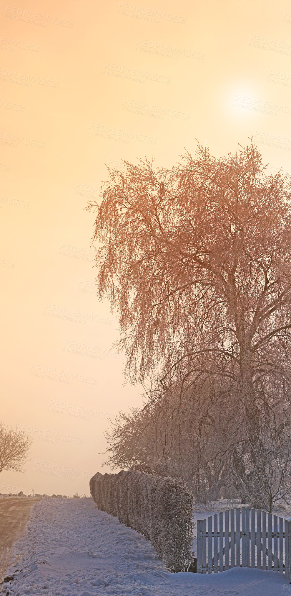 Buy stock photo Snow, tree and sunset with scenic, winter and landscape for Denmark nature background. Environment, sunshine and rural chill for christmas holiday, tranquil frost and peaceful ice oak with serenity