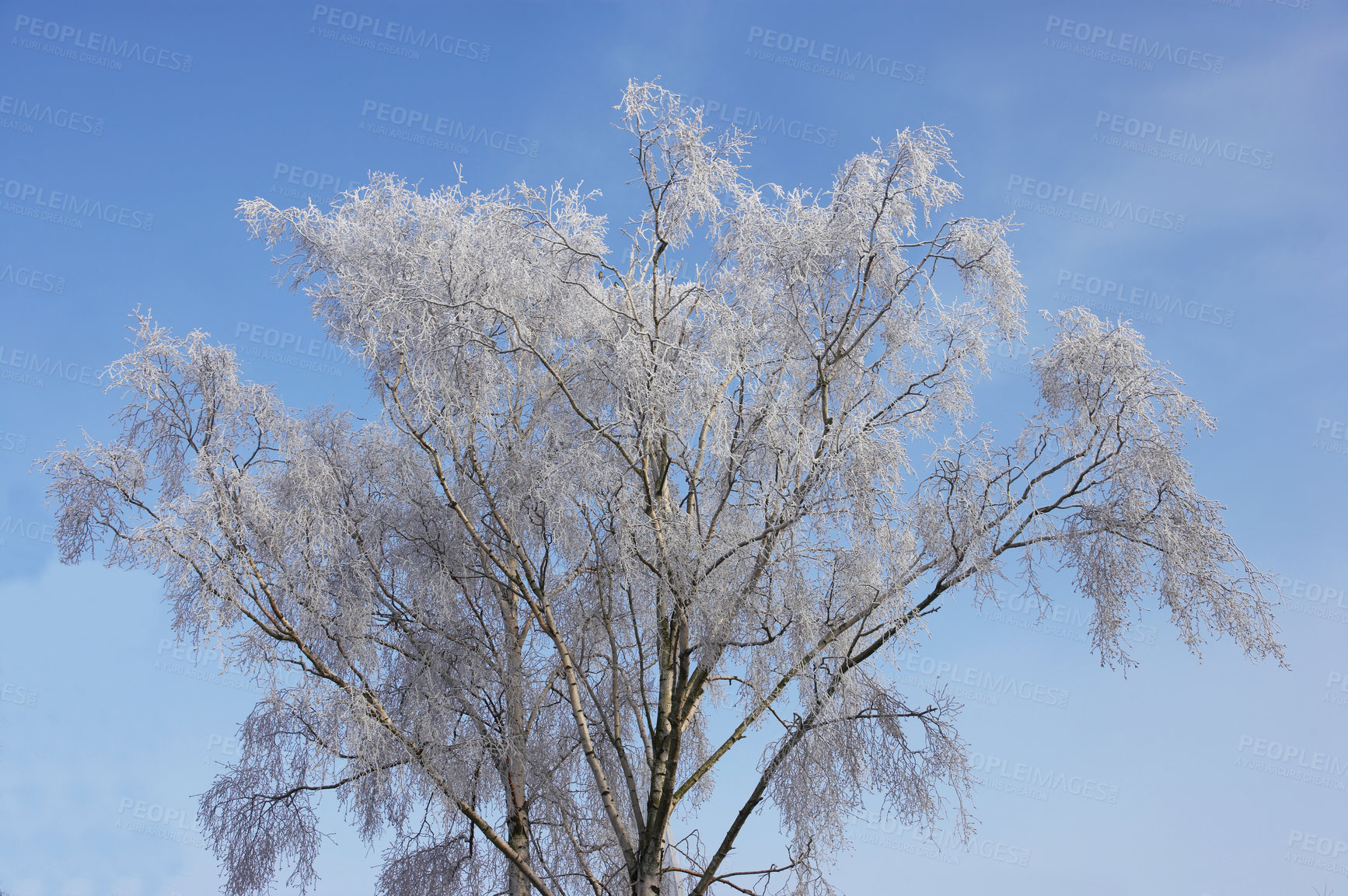 Buy stock photo Snow, tree and blue sky with scenic, winter and wallpaper for Denmark nature background. Environment, sunshine and rural chill for christmas holiday, tranquil frost and peaceful ice oak with serenity