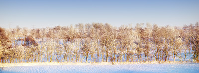 Buy stock photo A photo of a winter trees  at sunset