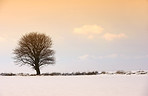 Winter tree