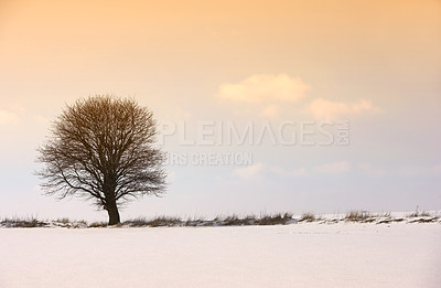 Buy stock photo Snow, trees and sunset with nature, winter and landscape for Denmark scenic background. Environment, sunshine and rural chill for christmas holiday, tranquil frost and peaceful ice oak with serenity