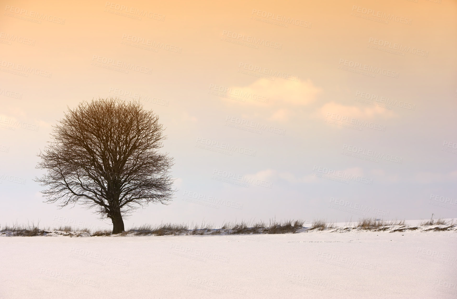 Buy stock photo Snow, trees and sunset with nature, winter and landscape for Denmark scenic background. Environment, sunshine and rural chill for christmas holiday, tranquil frost and peaceful ice oak with serenity