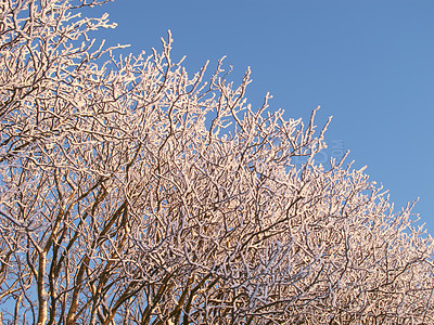 Buy stock photo Winter, trees and branches in forest with blue sky, ice and nature with landscape, sustainability and growth. Woods, plants and outdoor in environment with snow, ecology and frozen in sunshine