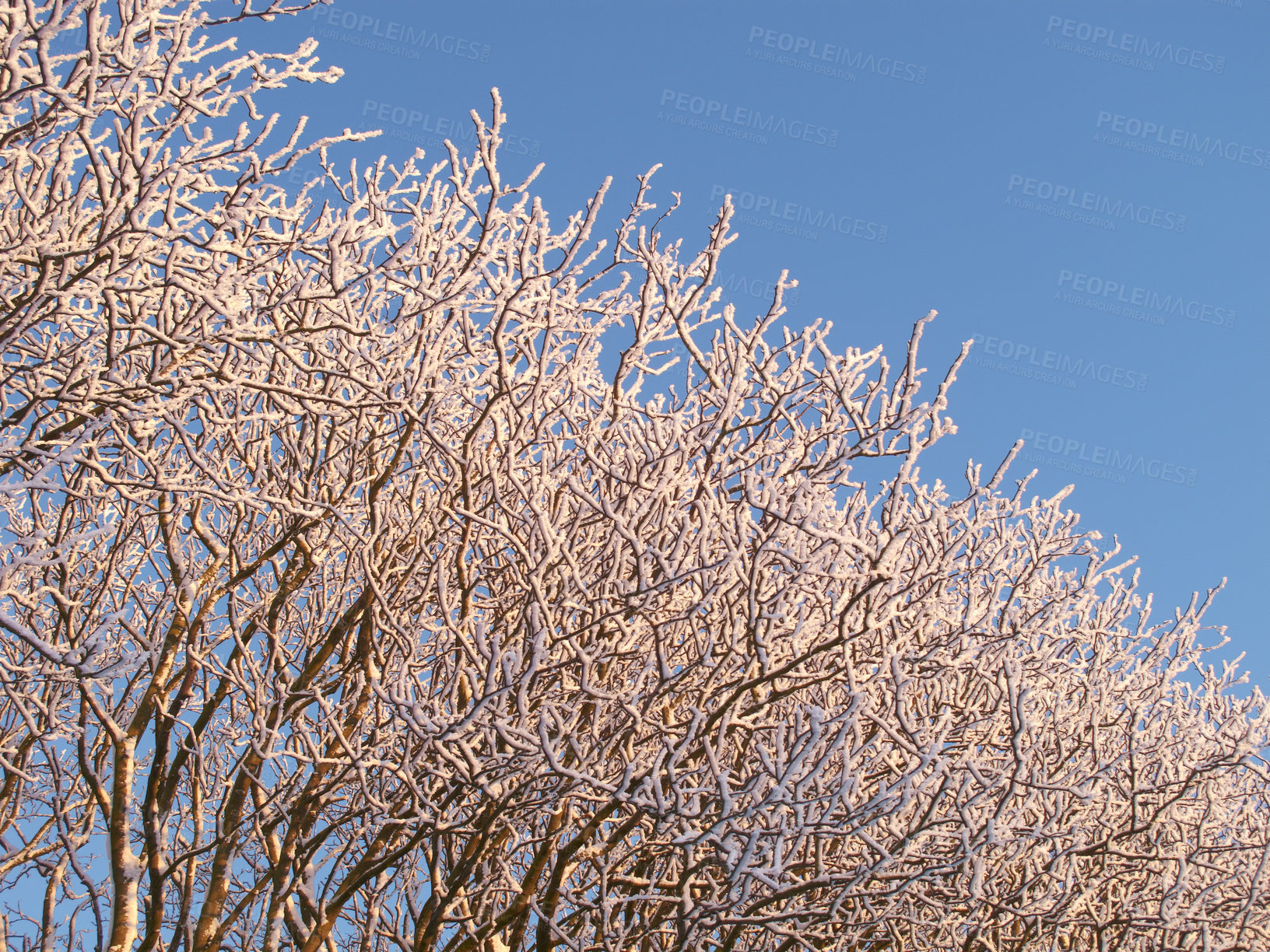 Buy stock photo Winter, trees and branches in forest with blue sky, ice and nature with landscape, sustainability and growth. Woods, plants and outdoor in environment with snow, ecology and frozen in sunshine