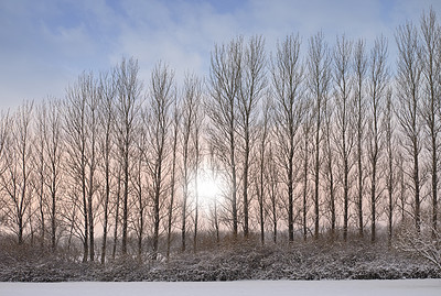 Buy stock photo Nature, snow and trees in landscape, row and clouds in sky of environment, calm and space in forest. Morning, woods and winter in Canada, branches and texture of plants, earth and ice outdoor