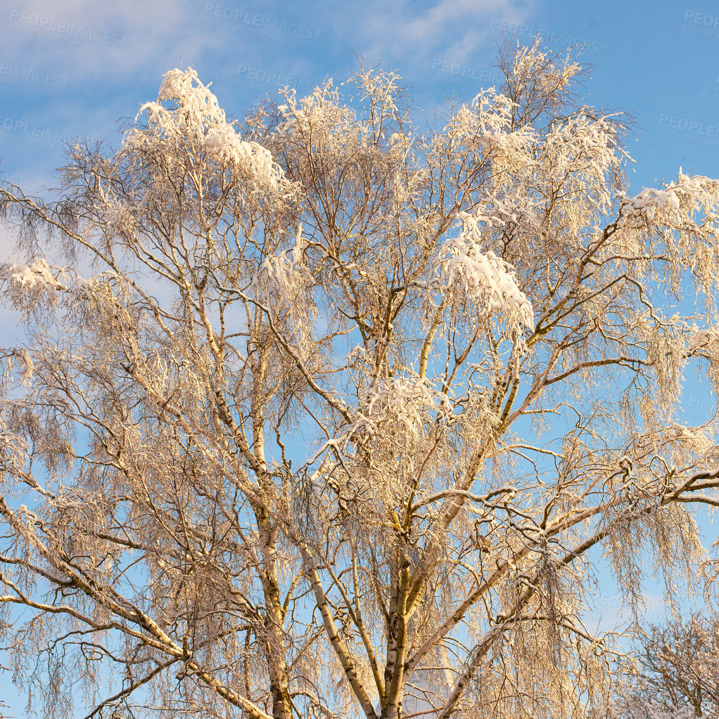 Buy stock photo Trees, forest and winter snow on branches, woods and plants for peace or calm nature for ecology. Woodland, countryside and frost on cold weather vacation, holiday and serene park or travel aesthetic
