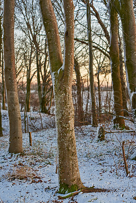 Buy stock photo Forest, winter and sunrise in Norway with ice, cold and frost on ground and landscape. Snow, woods and morning in countryside for aesthetic, calm or serenity in nature for growth, renewal and scenery