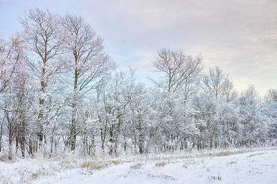 Buy stock photo A photo of a winter trees  at sunset