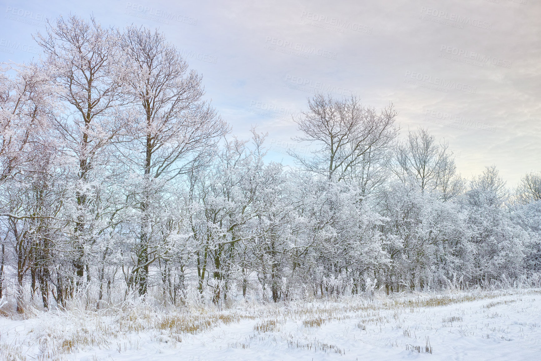 Buy stock photo A photo of a winter trees  at sunset