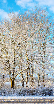 Buy stock photo Ice, snow and winter with trees of nature for cold season or weather in natural ecosystem. Background, earth and environment with forest outdoor on blue sky for ecology, growth or sustainability