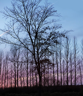 Buy stock photo Silhouette, trees and sunset at woods outdoor in nature, countryside or landscape field with sky in Norway. Winter environment, forest or shadow in park for travel, holiday or vacation on background