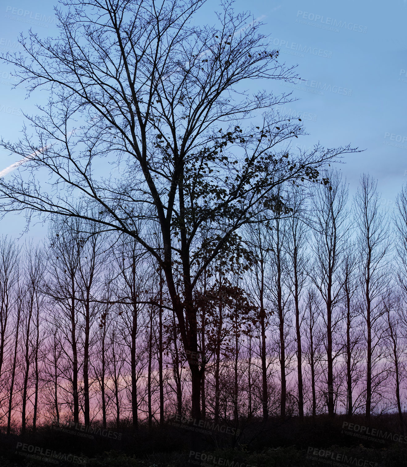 Buy stock photo Silhouette, trees and sunset at woods outdoor in nature, countryside or landscape field with sky in Norway. Winter environment, forest or shadow in park for travel, holiday or vacation on background