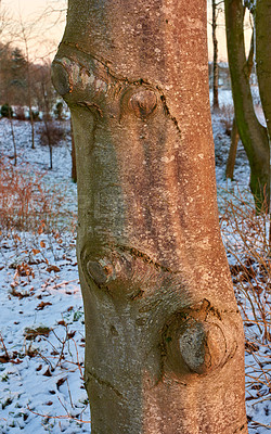 Buy stock photo Tree, winter and sunrise in Norway with ice, cold and frost on ground and environment. Snow, forest and morning in countryside for aesthetic, calm or serenity in nature for growth, renewal or scenery