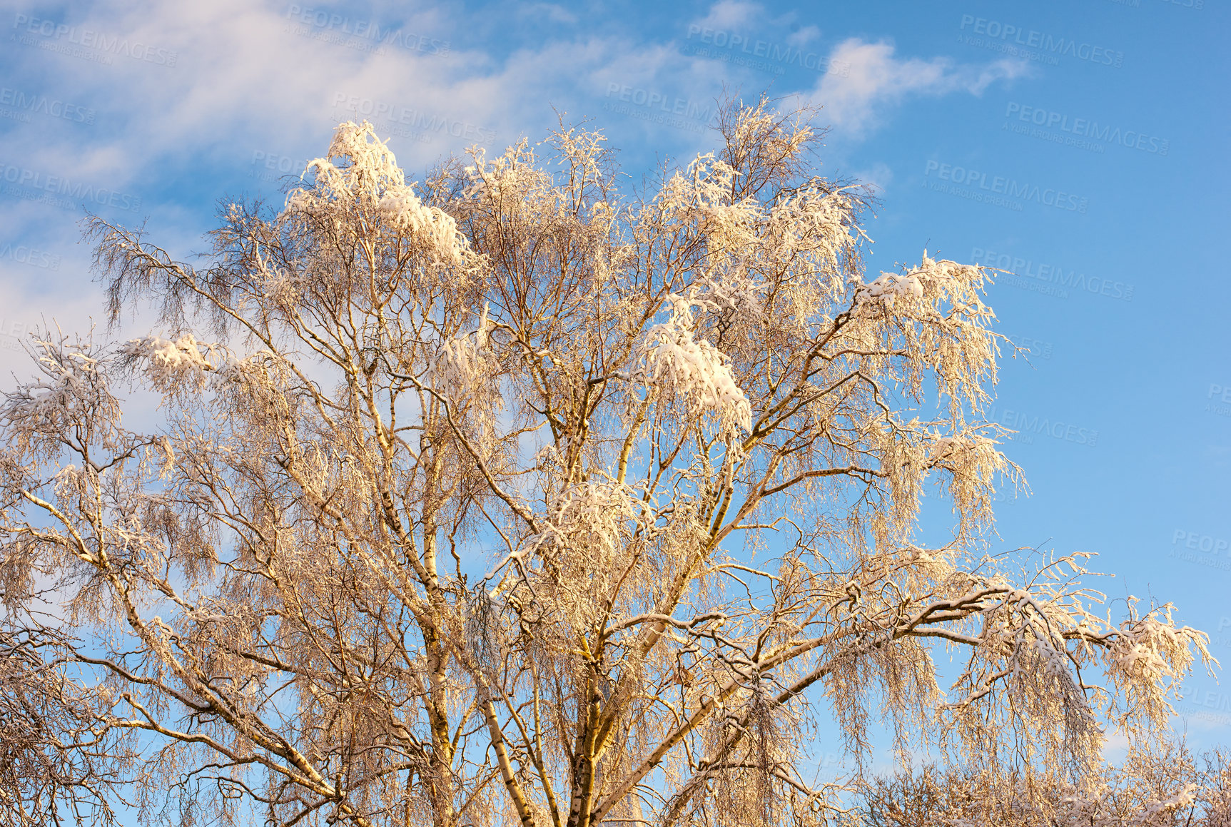 Buy stock photo Trees, forest and outdoor snow on branches, woods and plants for peace or calm nature for ecology. Ice, countryside and frost on cold weather vacation, holiday and serene park or travel aesthetic