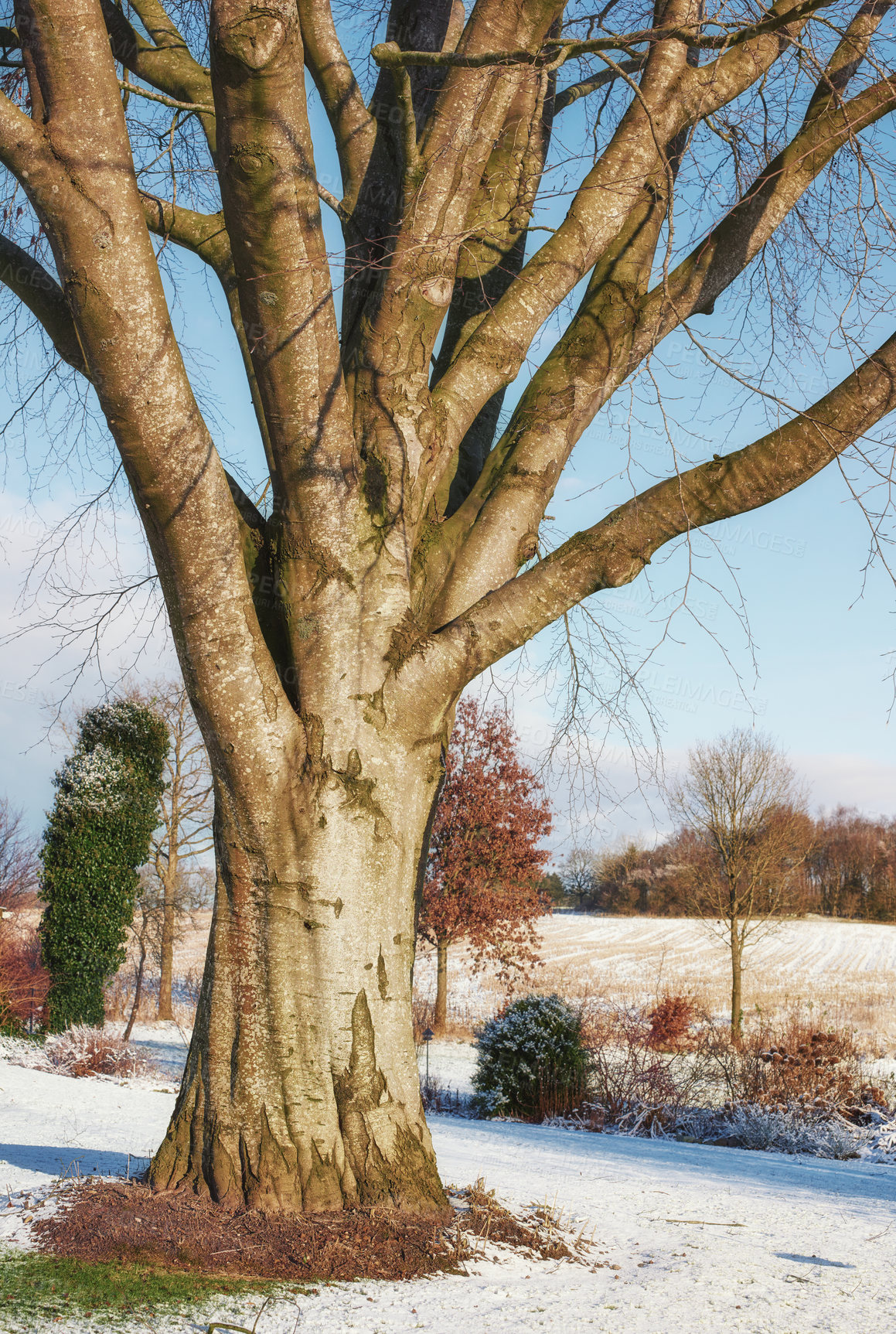 Buy stock photo Winter, tree and nature with plants, cold and flora with global warming, travel and environment. Empty, bark or wallpaper with snow, habitat and landscape with holiday, adventure or forest with light