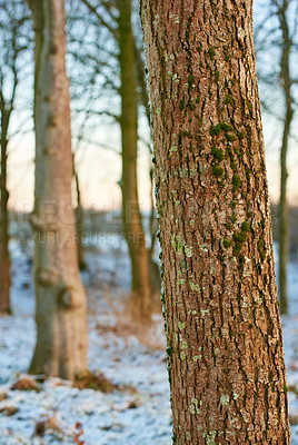 Buy stock photo Trees, winter and sunrise in Norway with ice, cold and frost on ground and no people. Snow, forest and morning in countryside for aesthetic, calm or serenity in nature for growth, renewal and scenery