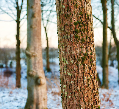 Buy stock photo Trees, winter and sunshine with nature, cold or season with global warming, environment or forest. Empty, habitat or woods with snow, weather or travel with vacation, Sweden or wallpaper with holiday