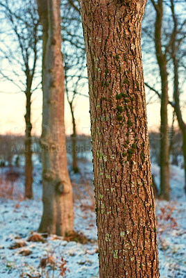 Buy stock photo Trees, winter and sunshine with nature, texture or season with global warming, wallpaper or forest. Empty, habitat or woods with snow, cold or travel with vacation, Sweden or adventure with holiday