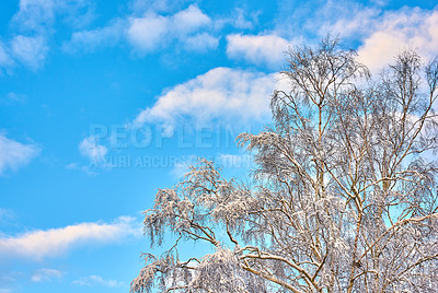 Buy stock photo Clouds in sky, tree branches and winter with growth or sustainability of environment and nature on space. Background, cold and mockup with frozen leaves outdoor from below for natural ecology