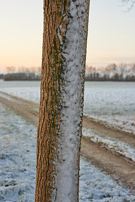 Buy stock photo Tree, trunk and nature with sunset in winter for environment, wallpaper and background of earth. Snow, weather and texture of bark on wood for cold season, peace and ecosystem in field of Alaska