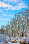 Winter trees