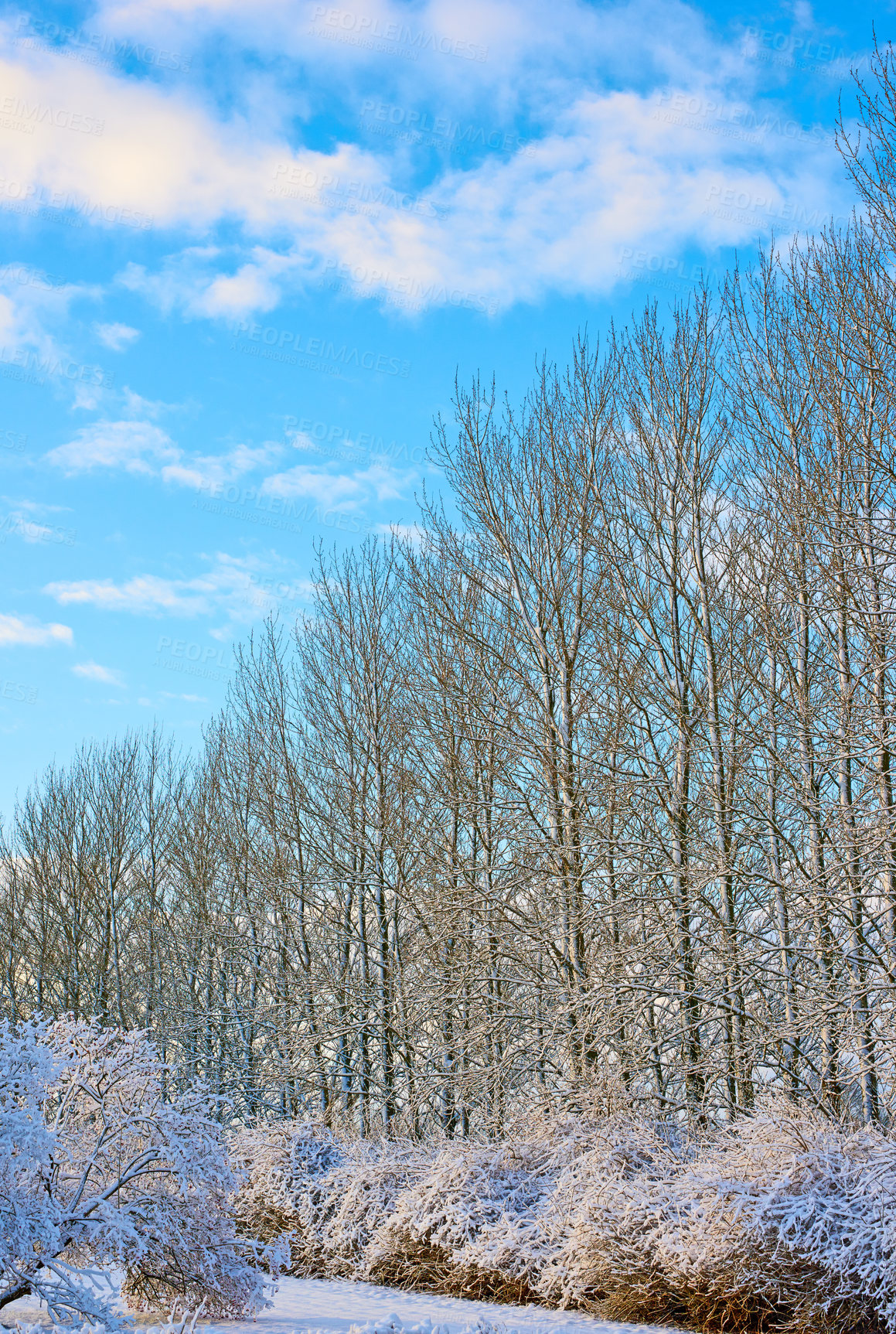 Buy stock photo Ice, snow and winter landscape with trees of environment for cold season or weather in natural ecosystem. Background, nature and forest outdoor on blue sky for ecology, growth or sustainability