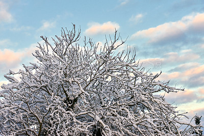 Buy stock photo Clouds in blue sky, snow and tree branches for winter growth or sustainability for environment and nature. Background, wallpaper and weather with frozen wood outdoor from below for natural ecology