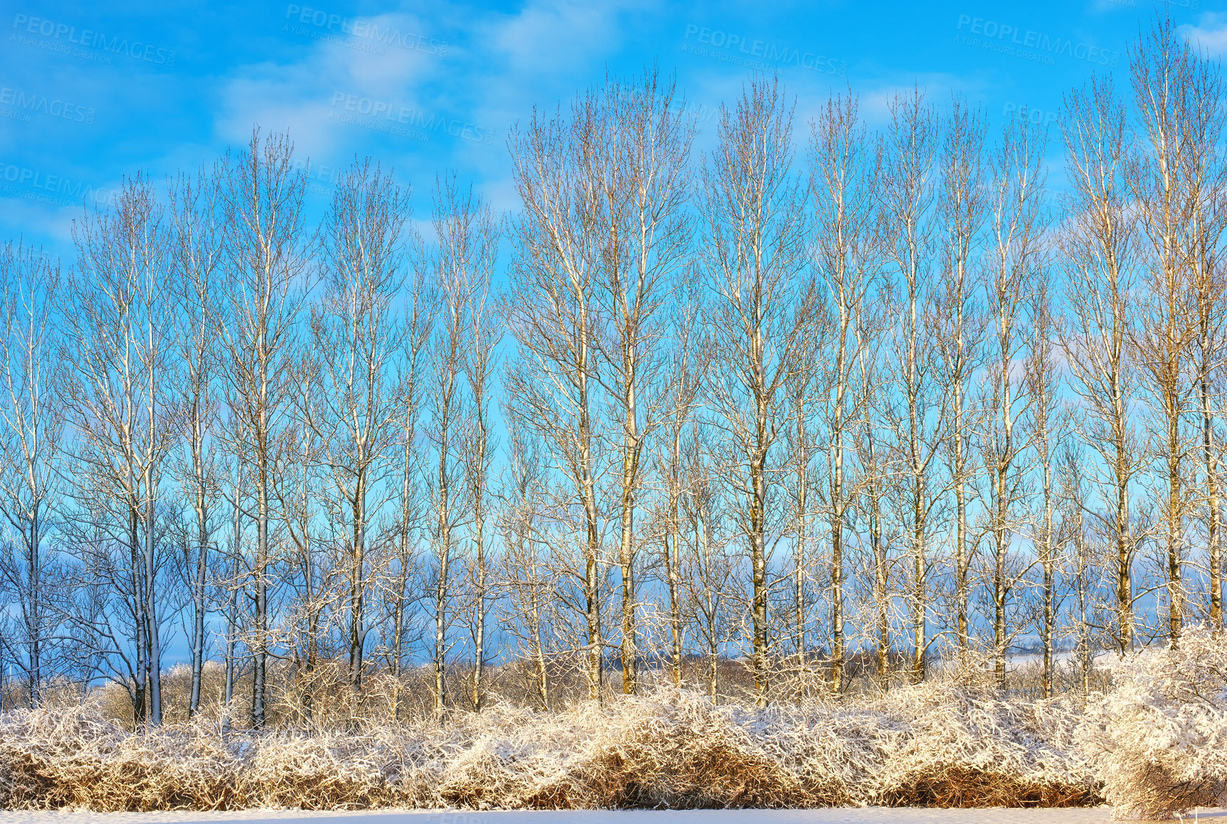 Buy stock photo Earth, snow and winter with trees of environment for cold season or weather in natural ecosystem. Background, ice and nature with forest outdoor on blue sky for ecology, growth or sustainability