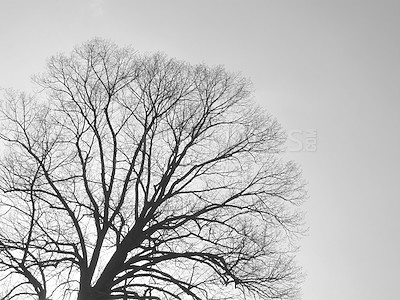 Buy stock photo Winter, tree or monochrome sky outdoor in nature, countryside or low angle shadow in Switzerland. Environment, black and white woods at forest for travel, holiday or vacation on background silhouette