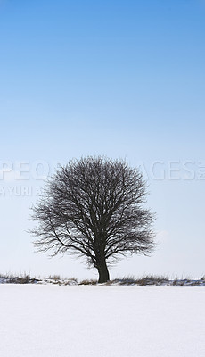 Buy stock photo Snow, trees and sunrise with nature, winter and landscape for Denmark scenic background. Environment, sunshine and rural chill for christmas holiday, tranquil frost and peaceful ice oak with serenity