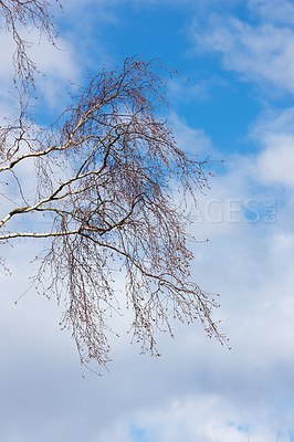 Buy stock photo Nature, sky and branches of tree in winter, outdoor and leaves in fall, texture and peace in clouds. Forest, calm and cold to travel for holiday in USA, plant and environment of park in woods