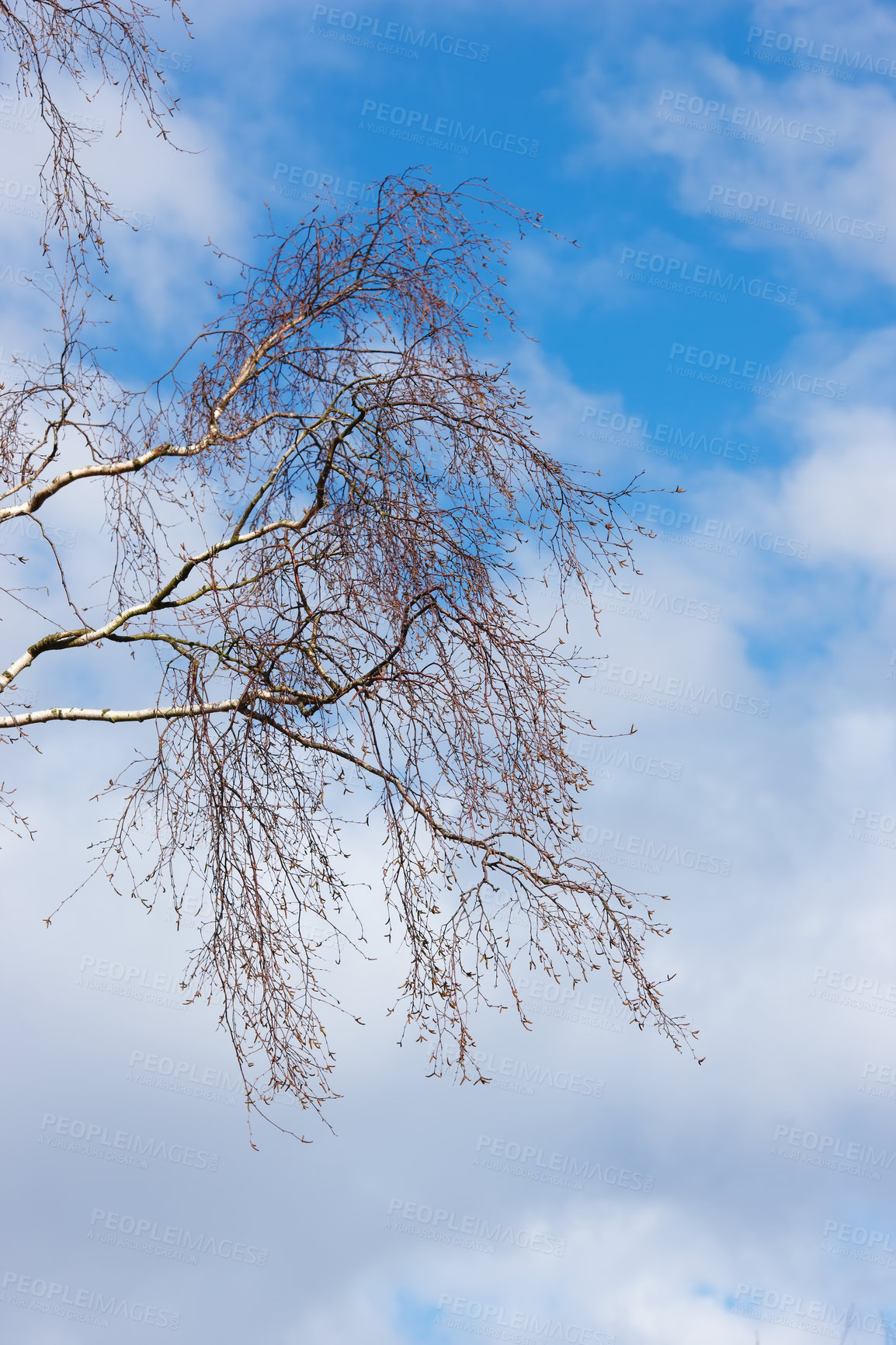 Buy stock photo Nature, sky and branches of tree in winter, outdoor and leaves in fall, texture and peace in clouds. Forest, calm and cold to travel for holiday in USA, plant and environment of park in woods