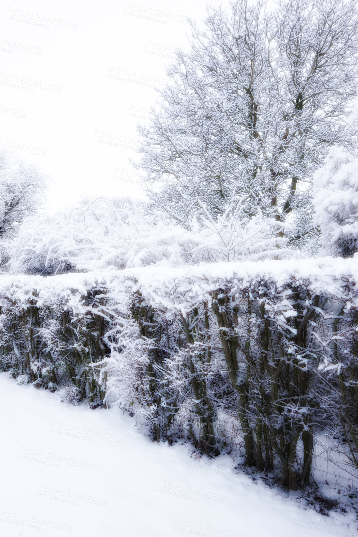 Buy stock photo Ice, countryside and snow on trees for winter weather, Christmas holiday calendar and nature wallpaper. Oak tree, peace and cold environment in frozen garden with relax and vacation travel in Chicago