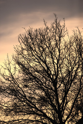 Buy stock photo Snow, tree and sunset with silhouette, winter and landscape for Denmark nature background. Environment, twilight or rural chill for christmas holiday, tranquil frost and peaceful ice oak for serenity