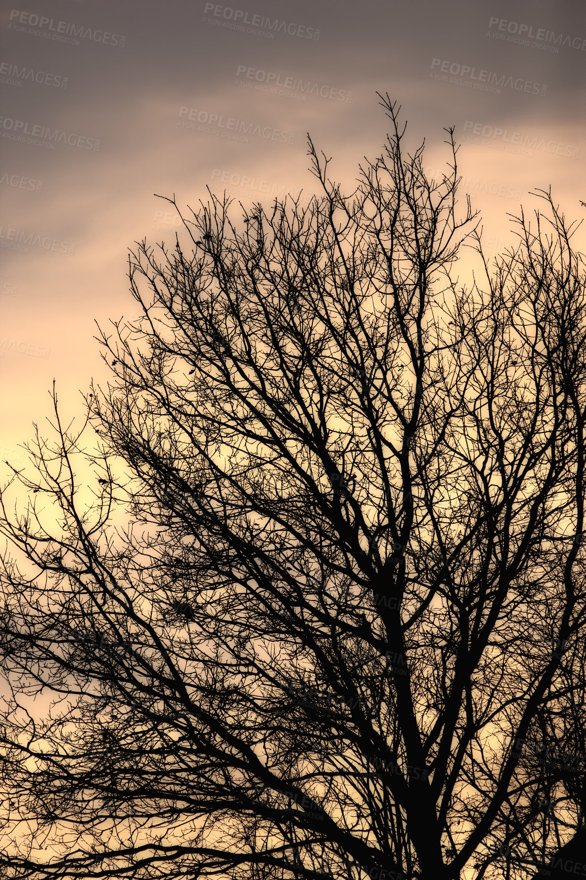 Buy stock photo Snow, tree and sunset with silhouette, winter and landscape for Denmark nature background. Environment, twilight or rural chill for christmas holiday, tranquil frost and peaceful ice oak for serenity