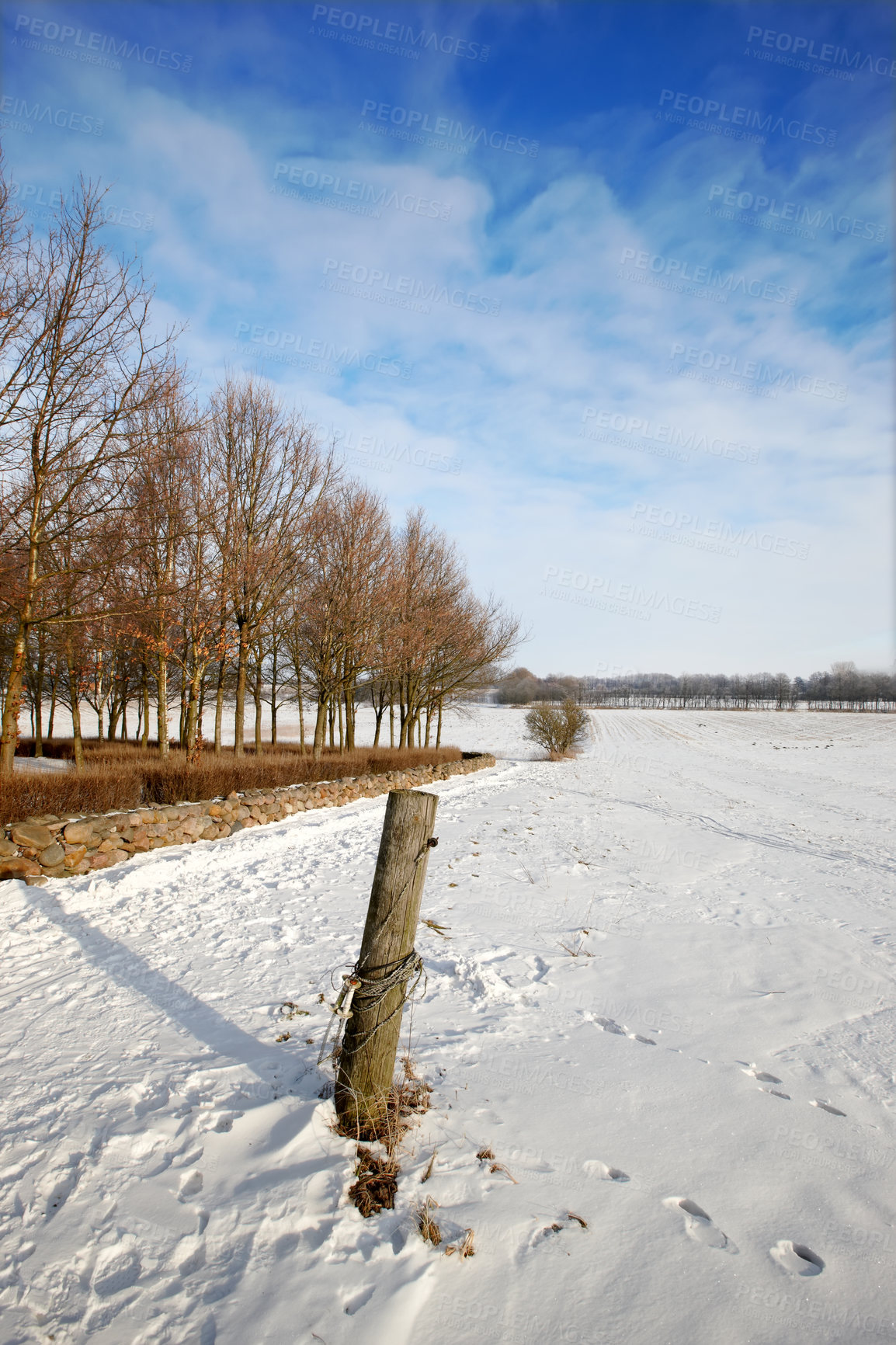 Buy stock photo Nature, snow and trees in landscape, path and clouds in sky of environment, calm and space in forest. Morning, woods and winter in Canada, branches and texture of plants, earth and ice on land