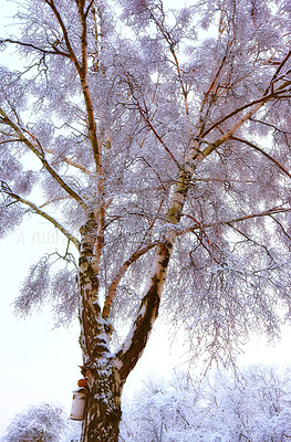 Buy stock photo Snow, tree and vertical in winter for scenic in forest for wallpaper in beautiful nature with cold. Outside, peaceful and blue sky with sunset or quiet, weather and branches for white Christmas.