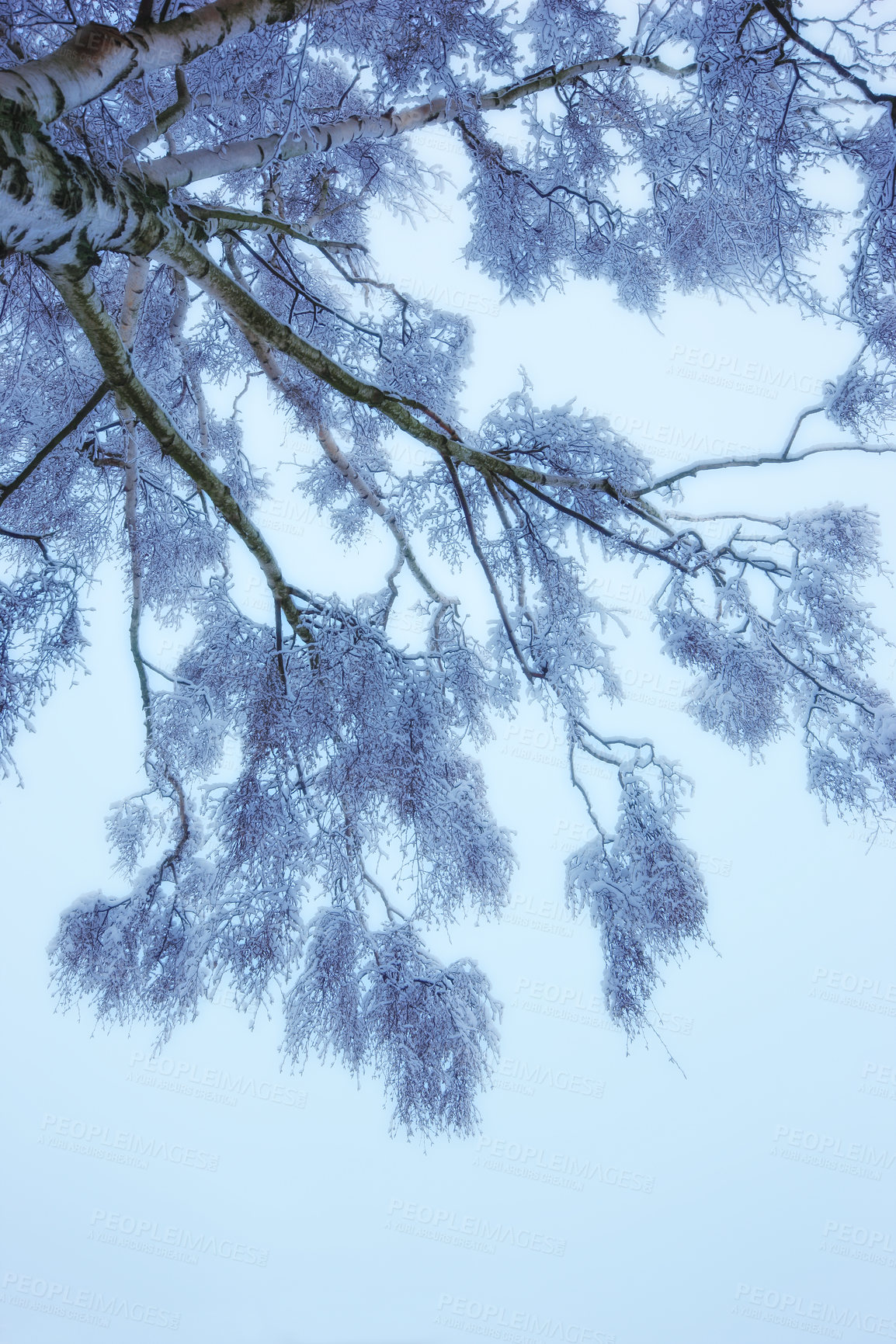 Buy stock photo Tree, vertical and snow in winter for scenic with frost or snowfall in beautiful nature with branches.Cold, blue sky and peaceful outdoors with sunset or quiet with white Christmas in December.