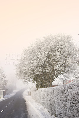 Buy stock photo Road, countryside and snow on trees for winter weather, Christmas holiday calendar and nature wallpaper. Oak tree, ice and frozen environment by street with peace for journey and vacation in Chicago