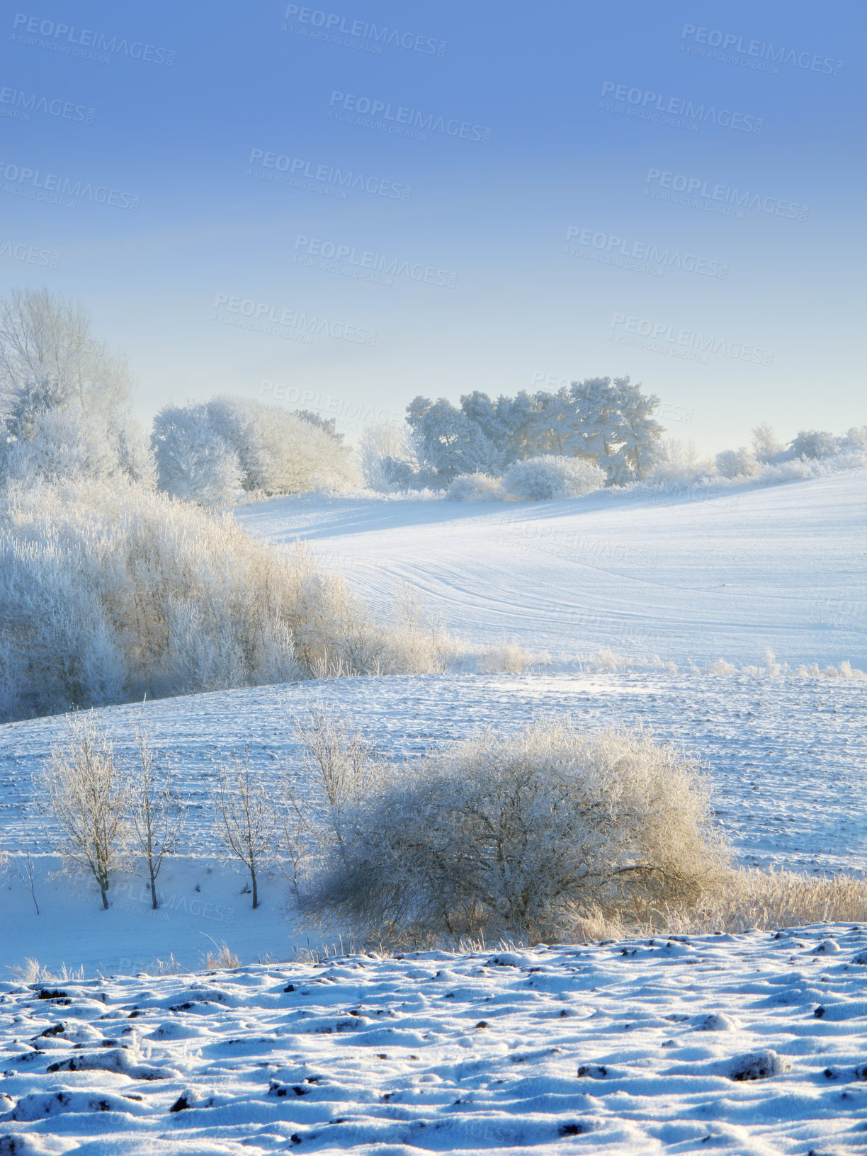 Buy stock photo Snow fall, countryside and trees with winter in landscape of Switzerland in skyline in nature, harmony or peace. Holiday, trip and travel for vacation as wallpaper, background or texture for postcard